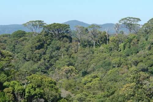 Quy định mức chi trả và xác định số tiền chi trả dịch vụ môi trường rừng