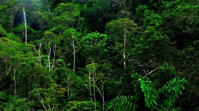 Hỗ trợ việc cập nhật diện tích rừng chi trả DVMTR năm 2022 của các chủ rừng và UBND các xã (đợt 2)