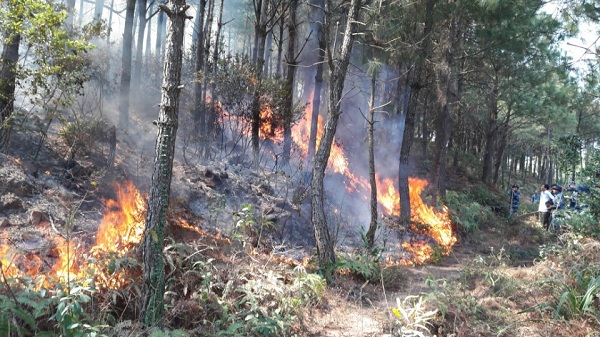 Tăng cường các biện pháp cấp bách phòng cháy, chữa cháy rừng trên địa bàn tỉnh
