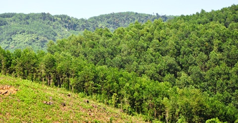 Trồng cây phân tán và trồng rừng tập trung trên địa bàn huyện Đông Giang