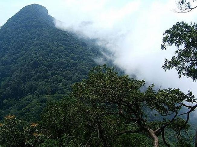 Trồng cây phân tán và trồng rừng tập trung trên địa bàn huyện Bắc Trà My